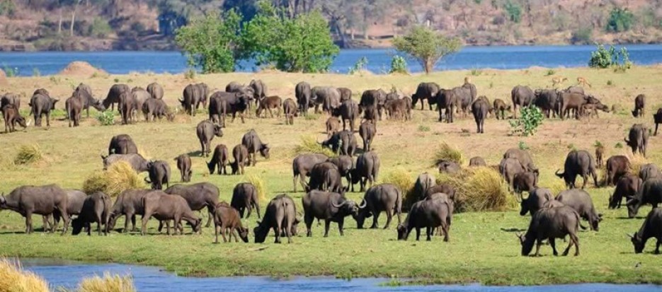 Zimbabwe Safari and expeditions